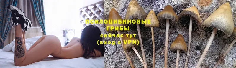 Галлюциногенные грибы Magic Shrooms  сколько стоит  Валдай 